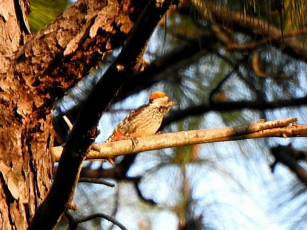 Brown-fronted Woodpecker - ML645047447
