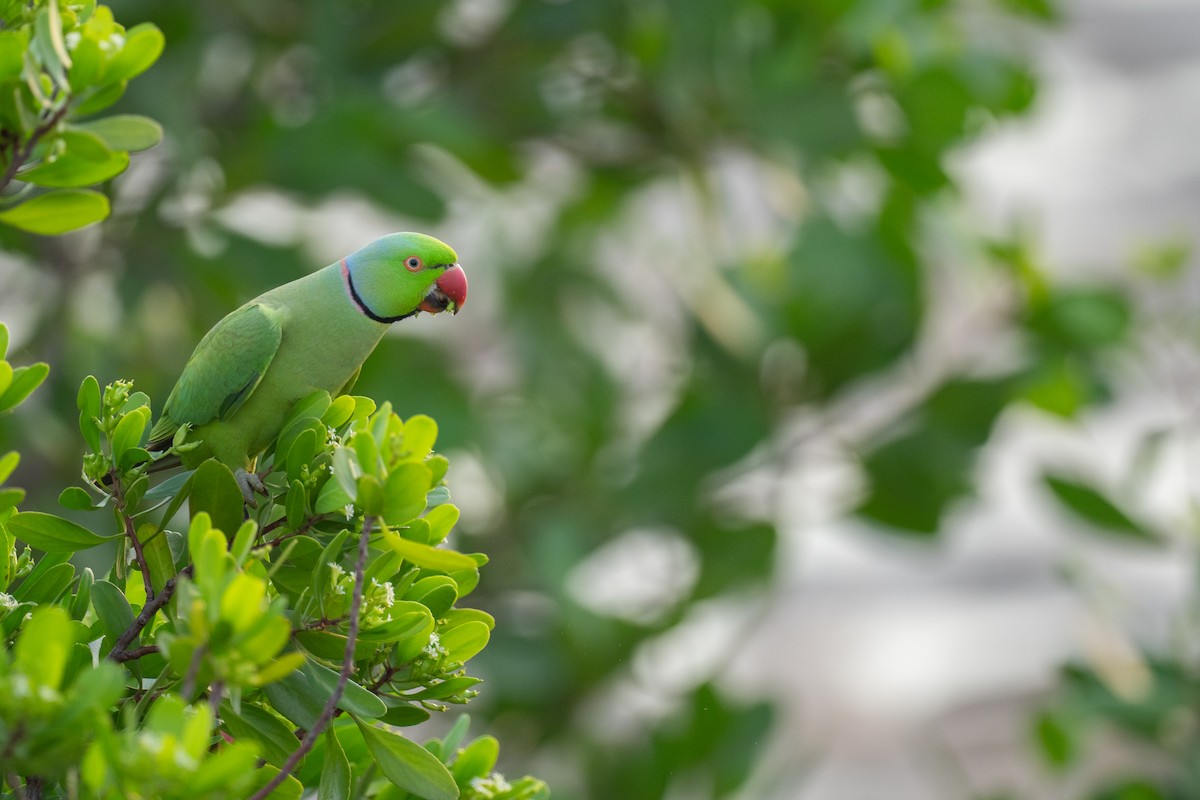 דררה - ML645047457