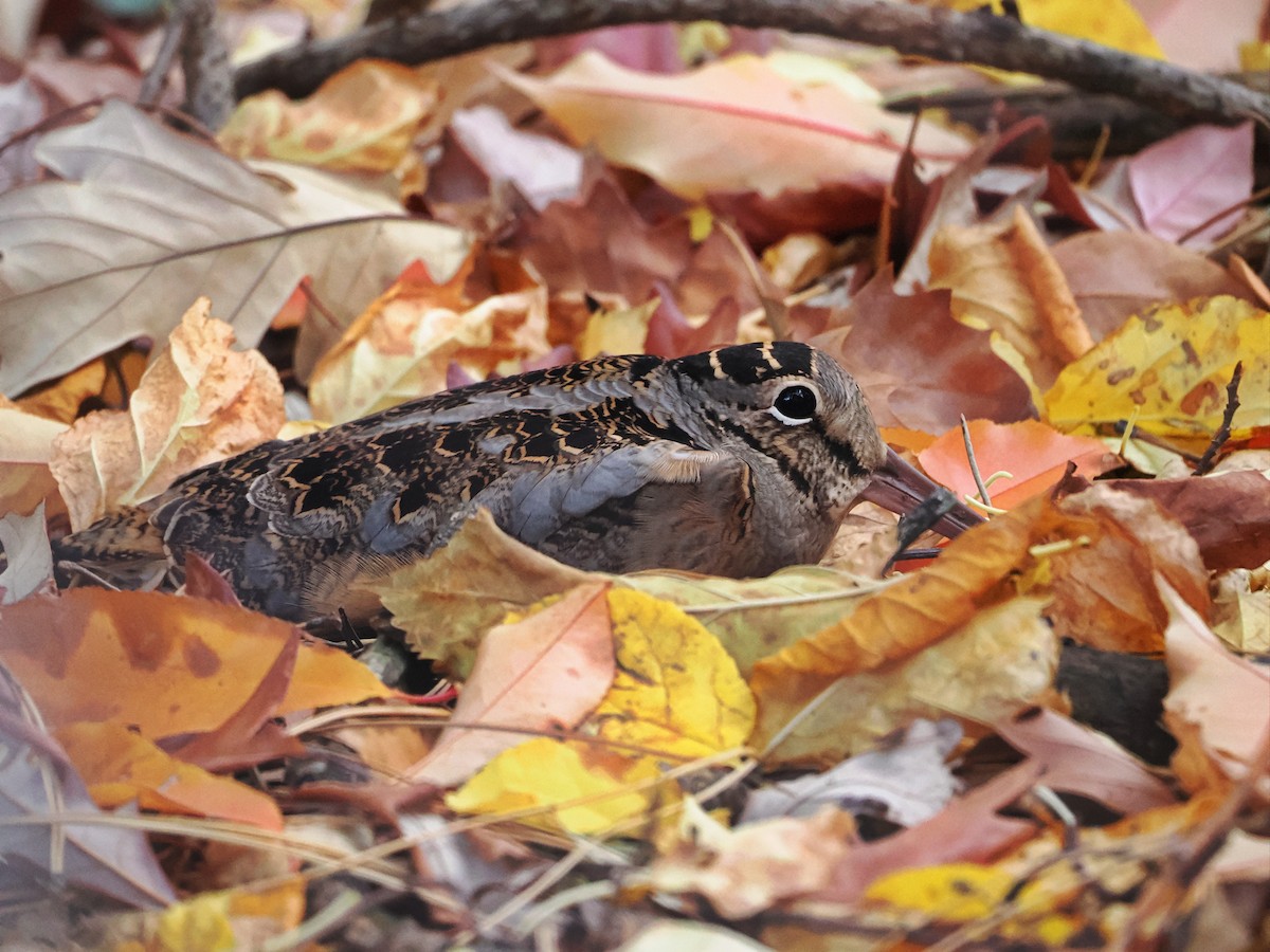 American Woodcock - ML645047482