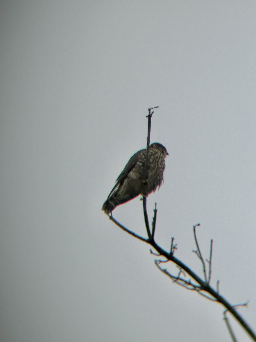 Merlin - ML645047489