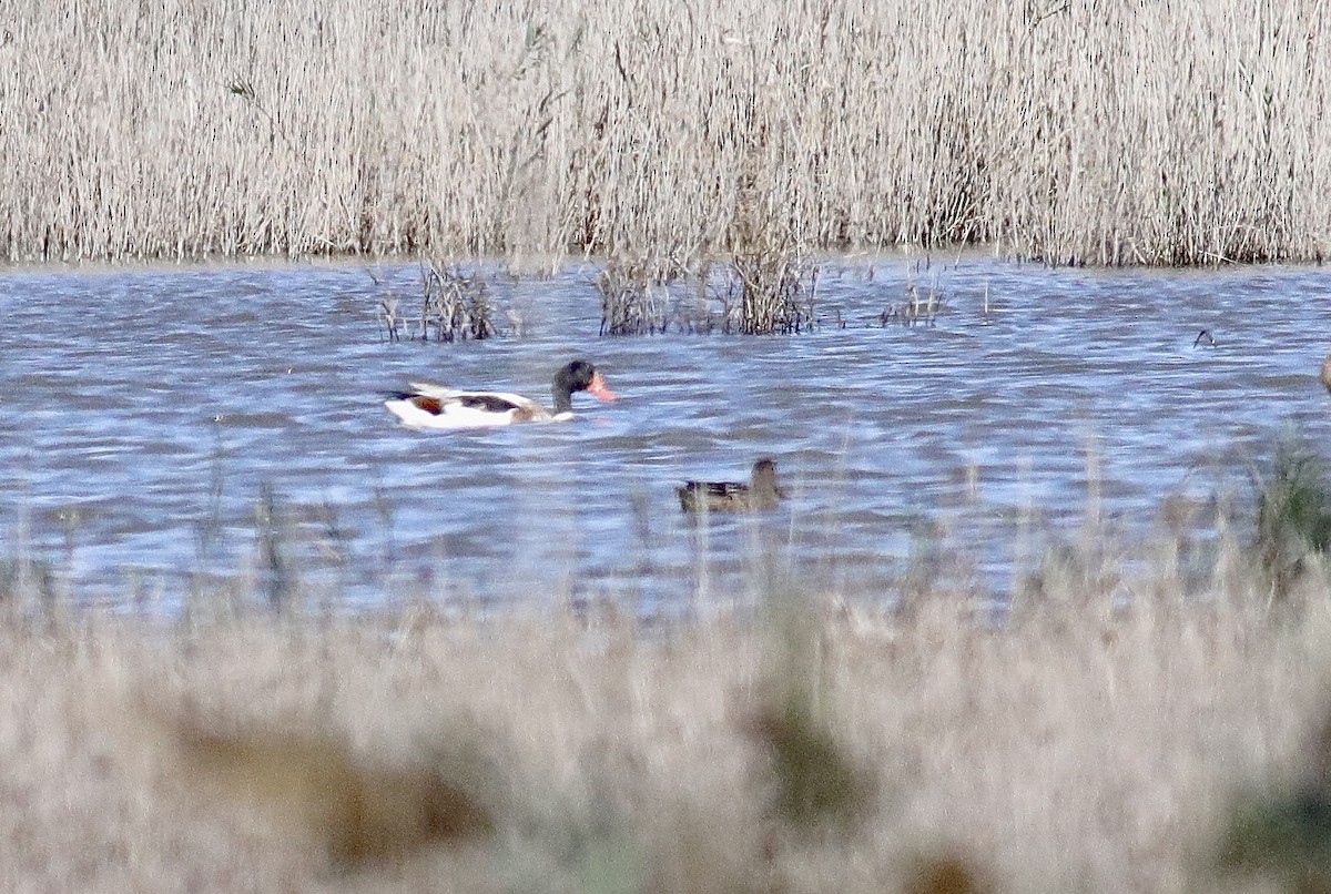 花鳧 - ML645047505