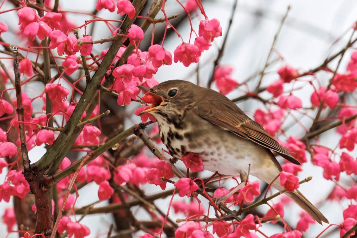 Hermit Thrush - ML645047529