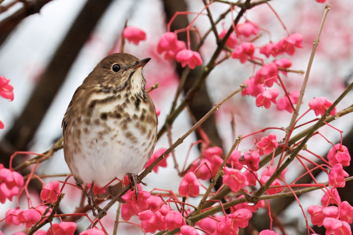 Hermit Thrush - ML645047532