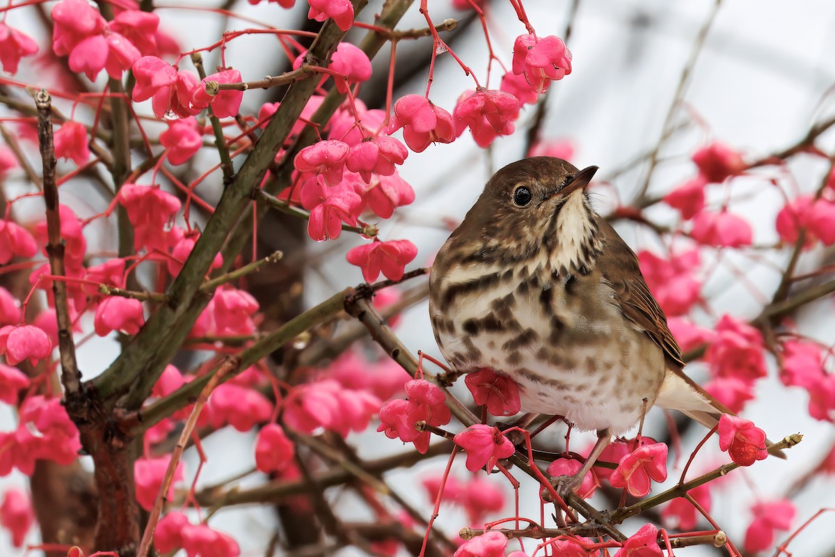 Hermit Thrush - ML645047533