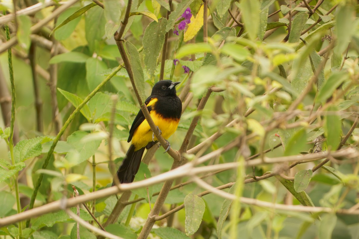 Black-cowled Oriole - ML645047537