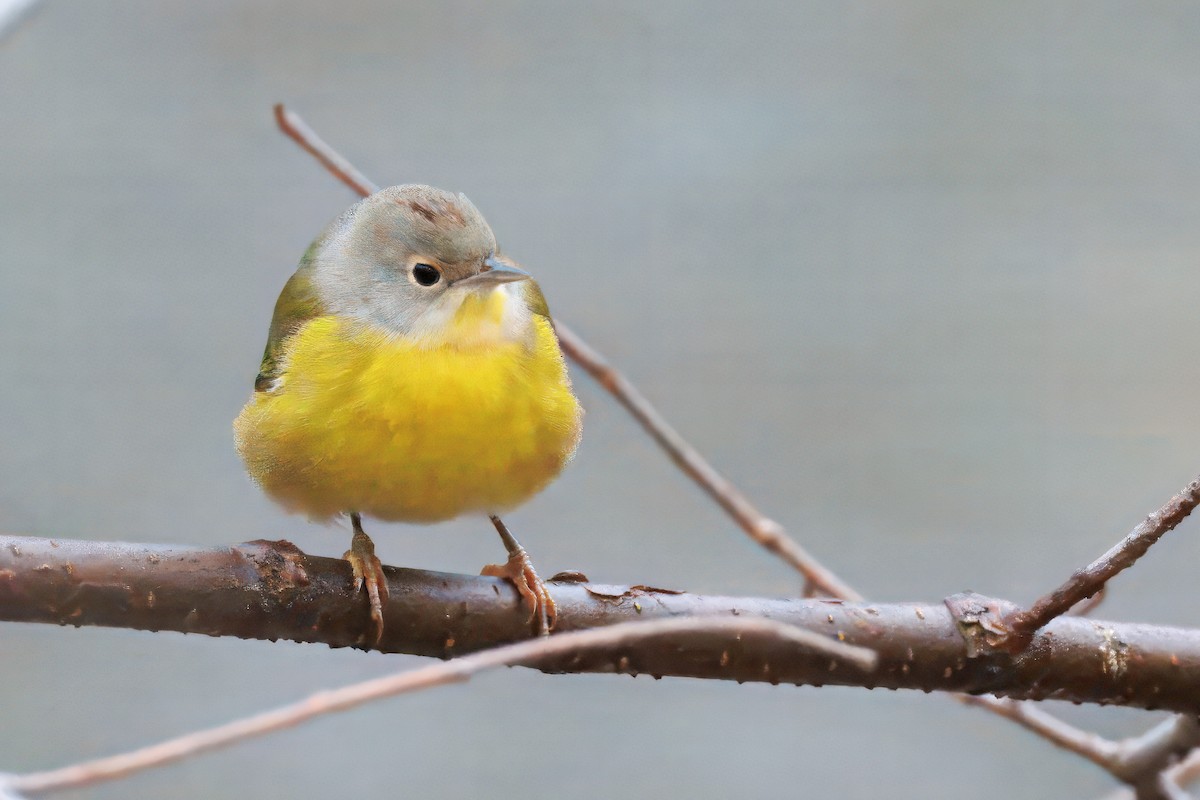 Nashville Warbler - ML645047543