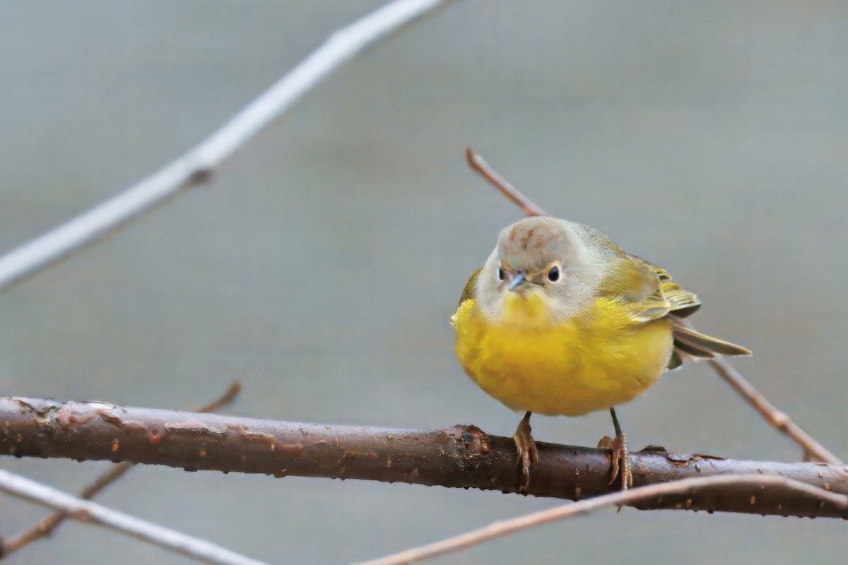 Nashville Warbler - ML645047544