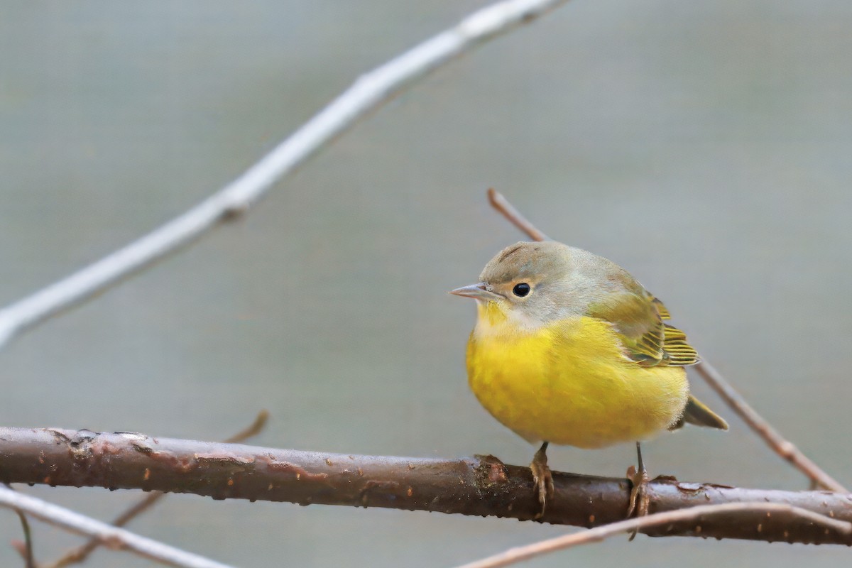 Nashville Warbler - ML645047545