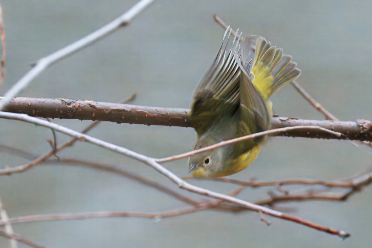 Nashville Warbler - ML645047546