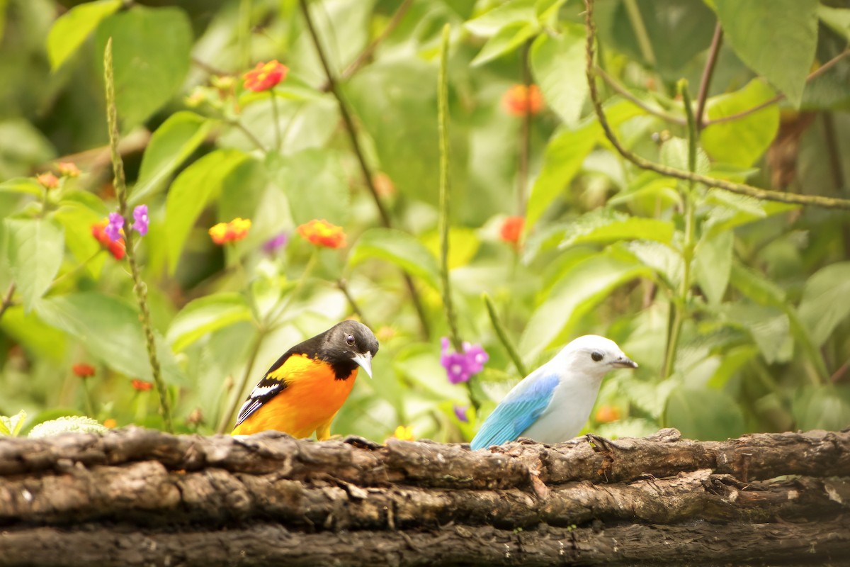 Baltimore Oriole - ML645047554