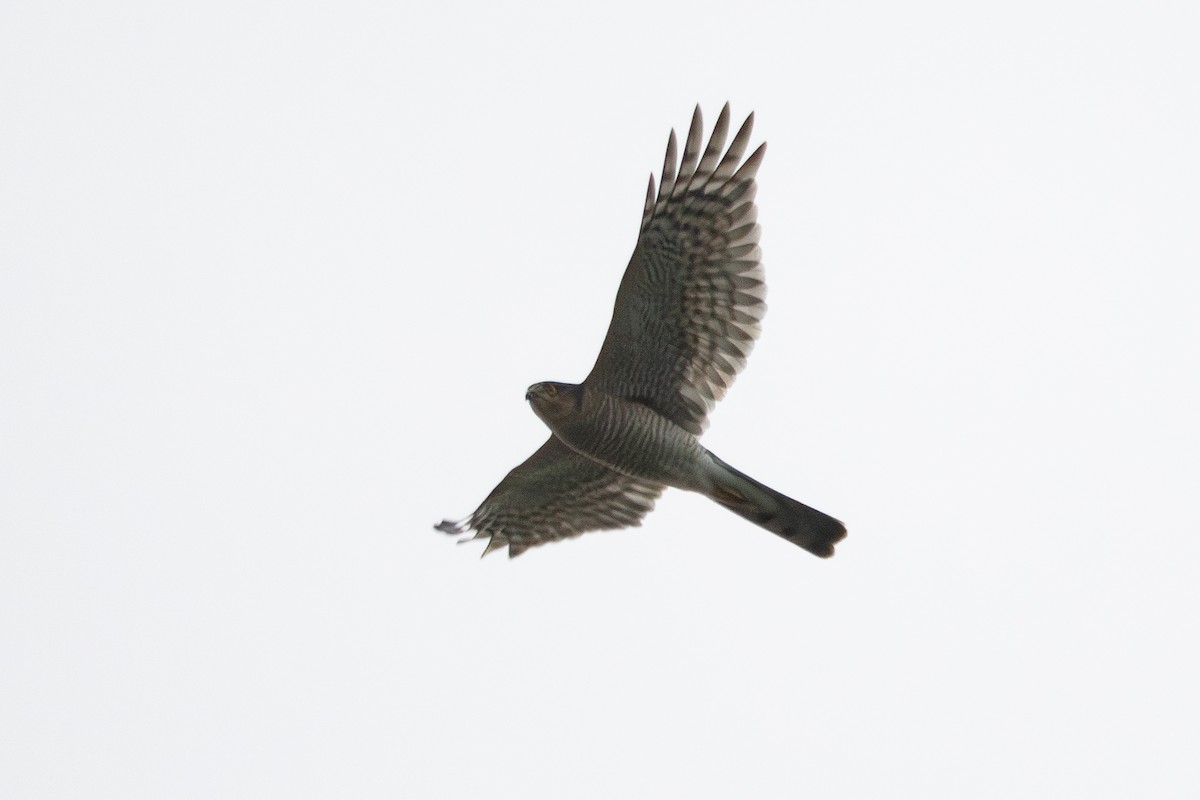 Eurasian Sparrowhawk - ML645047562