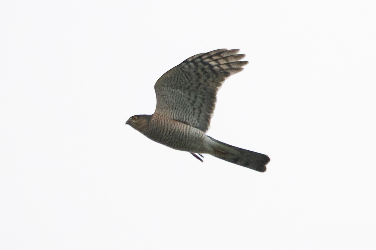 Eurasian Sparrowhawk - ML645047564
