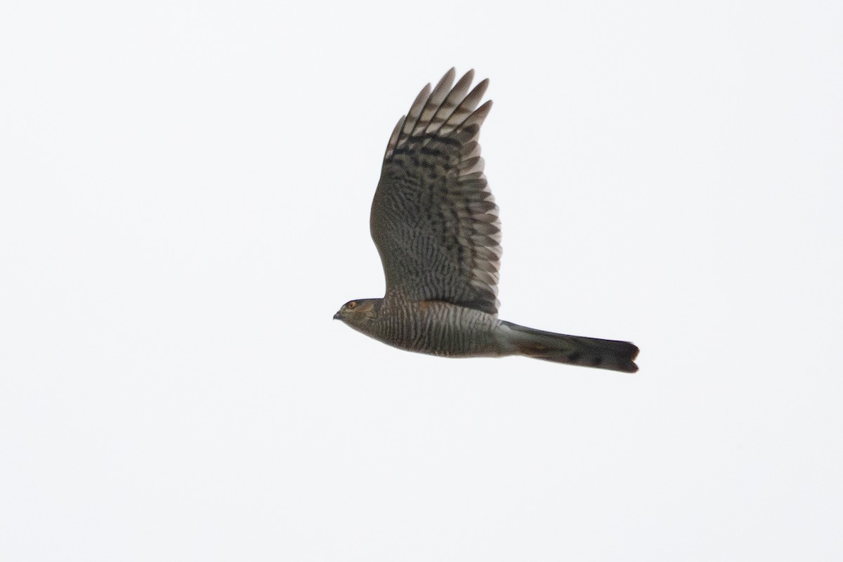 Eurasian Sparrowhawk - ML645047566