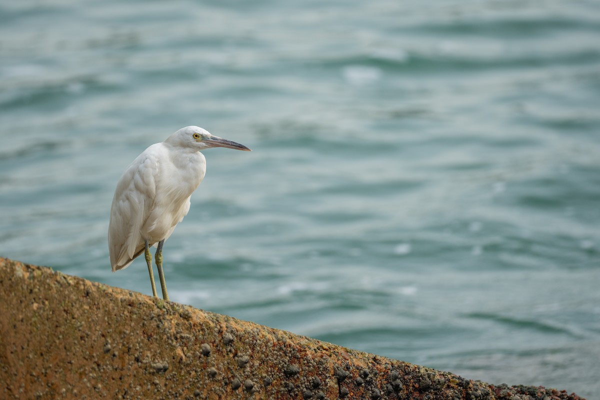 Pacific Reef-Heron - ML645047573