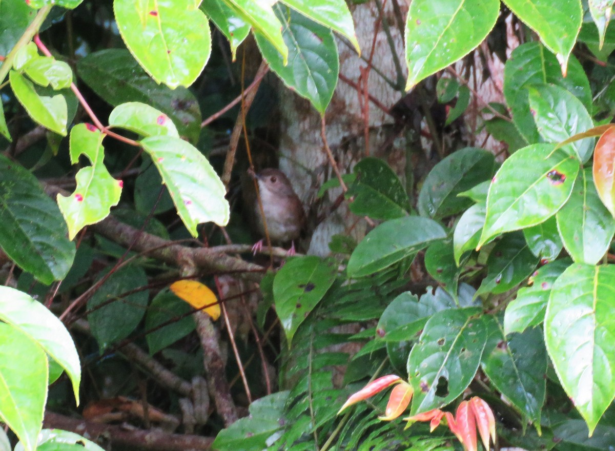 Sulawesi Babbler - ML645047589