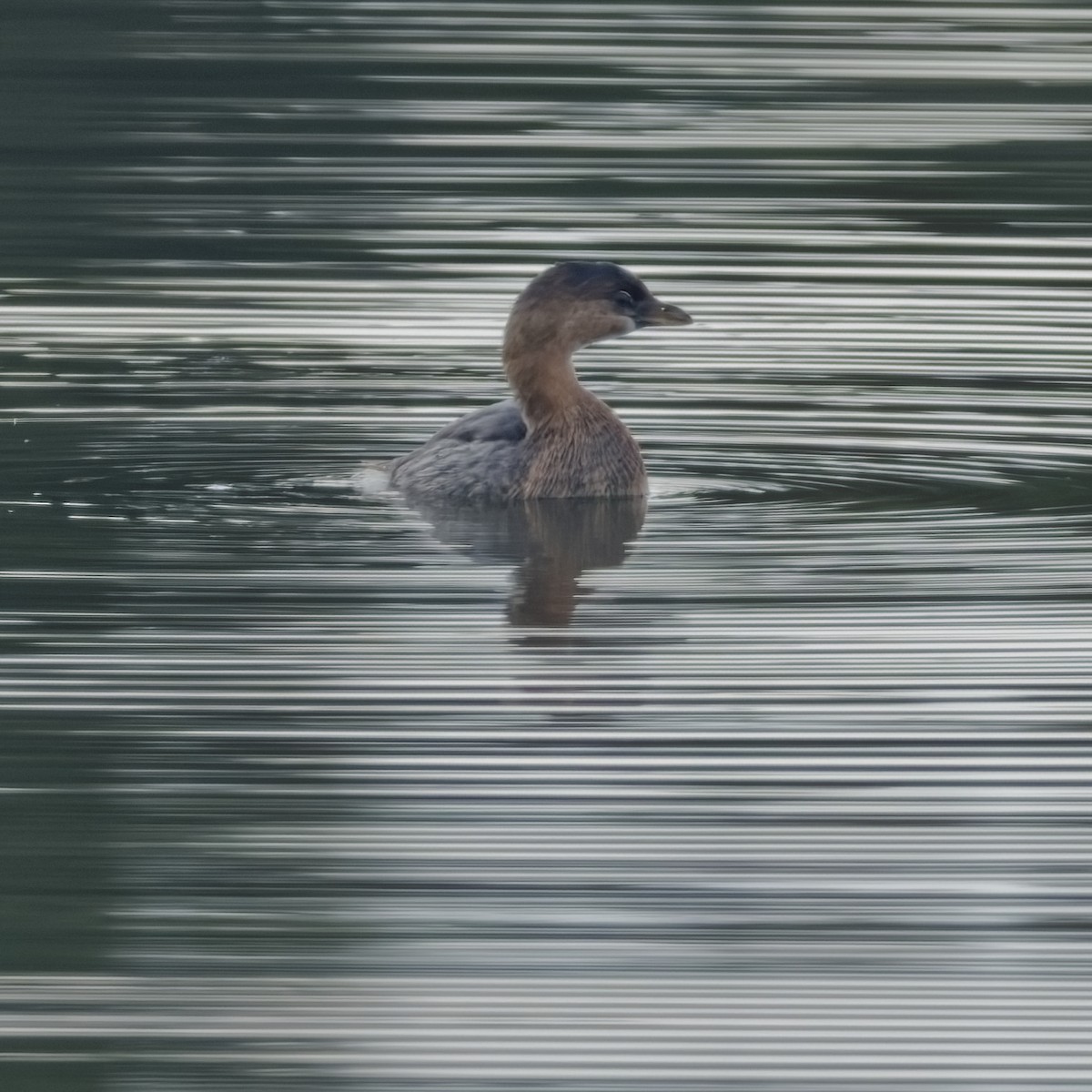 Pied-billed Grebe - ML645047594