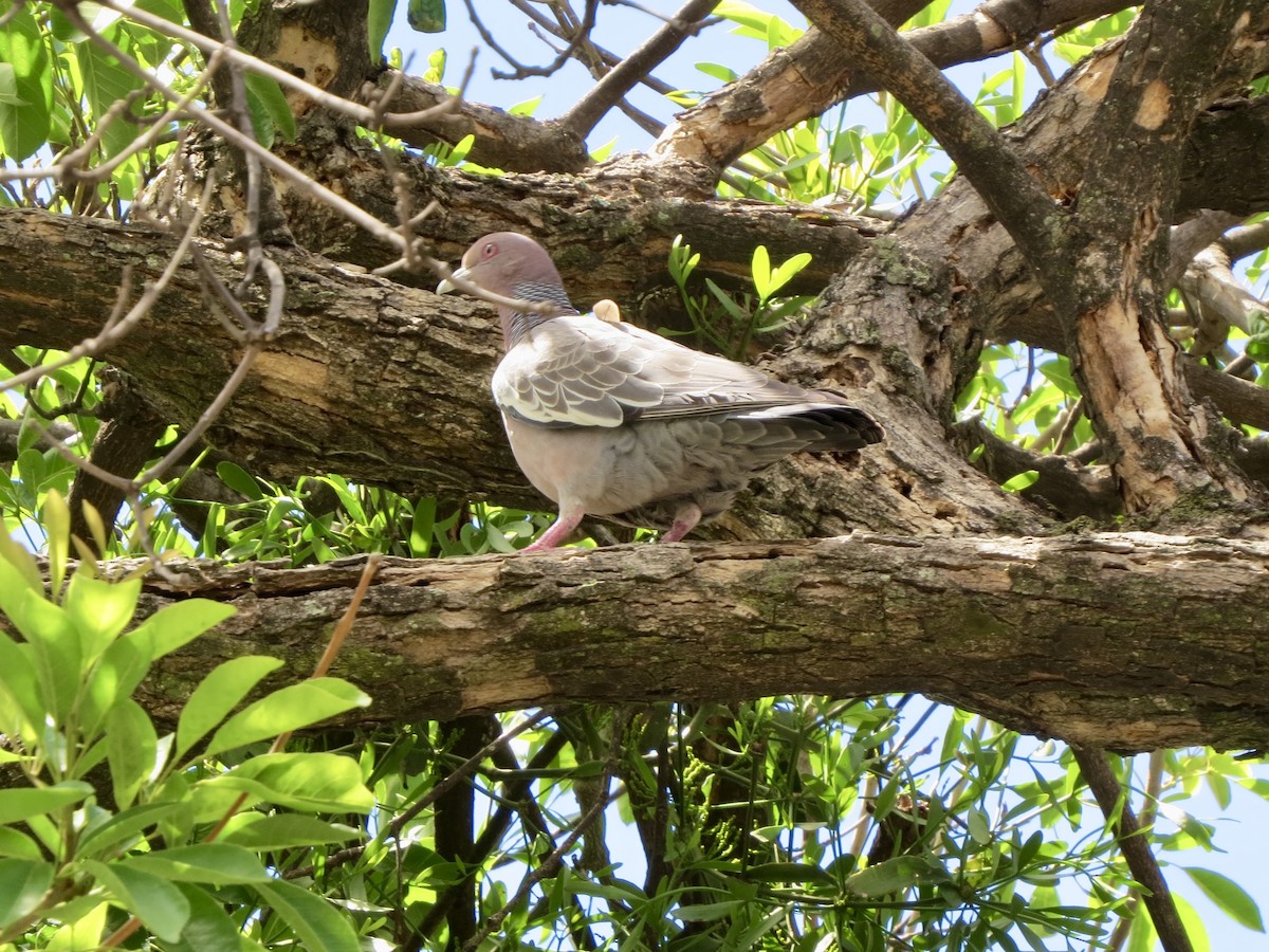 Pikazuro Güvercini - ML645047599