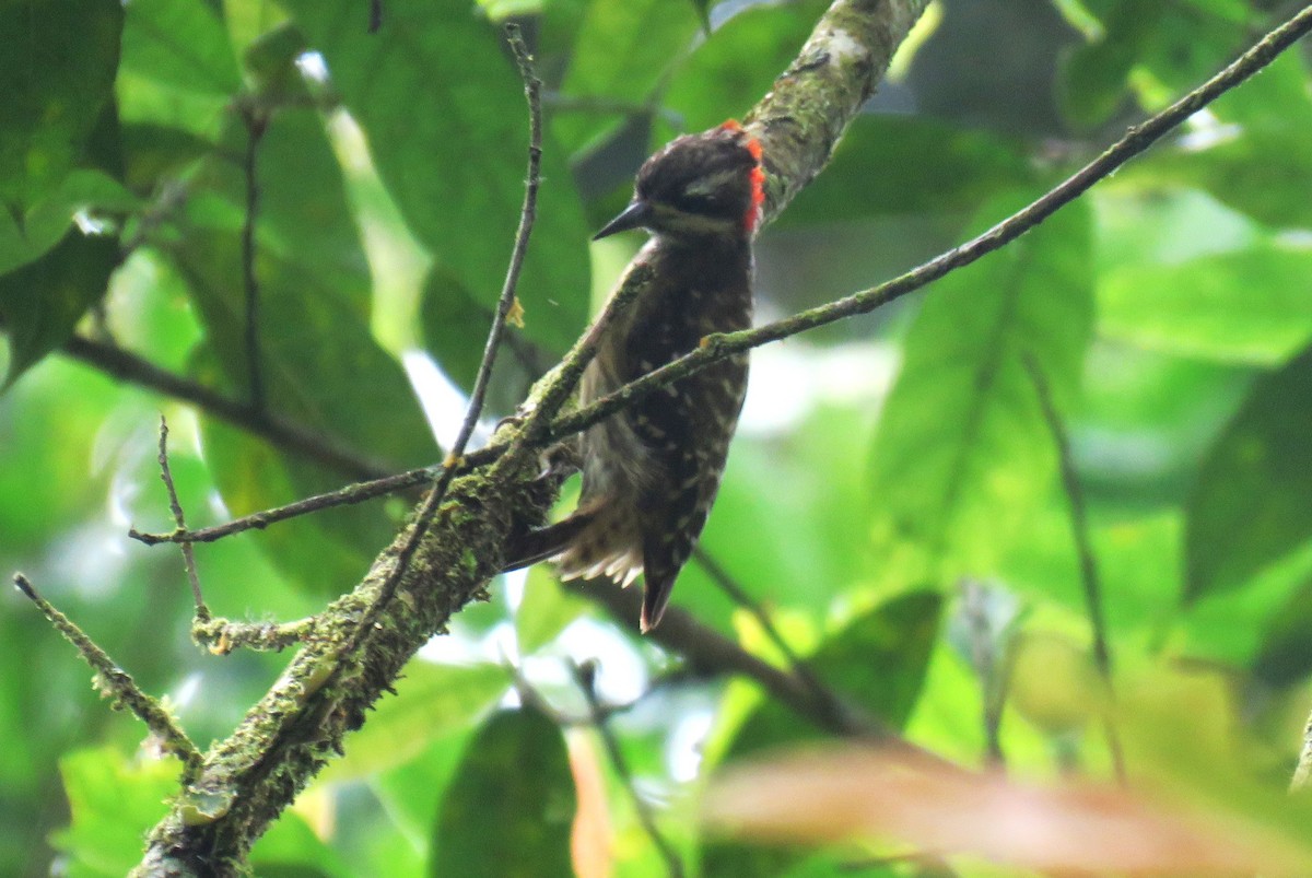 strakapoud celebeský - ML645047609