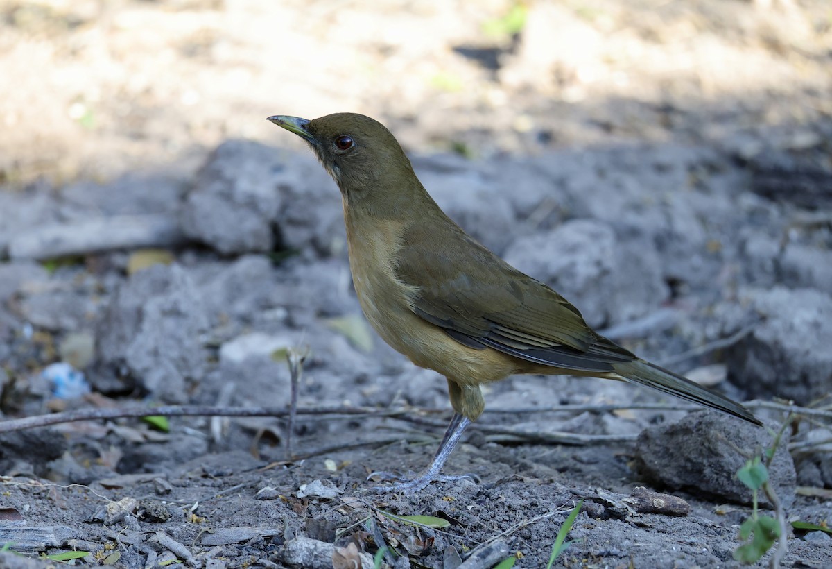 Merle fauve - ML645047610