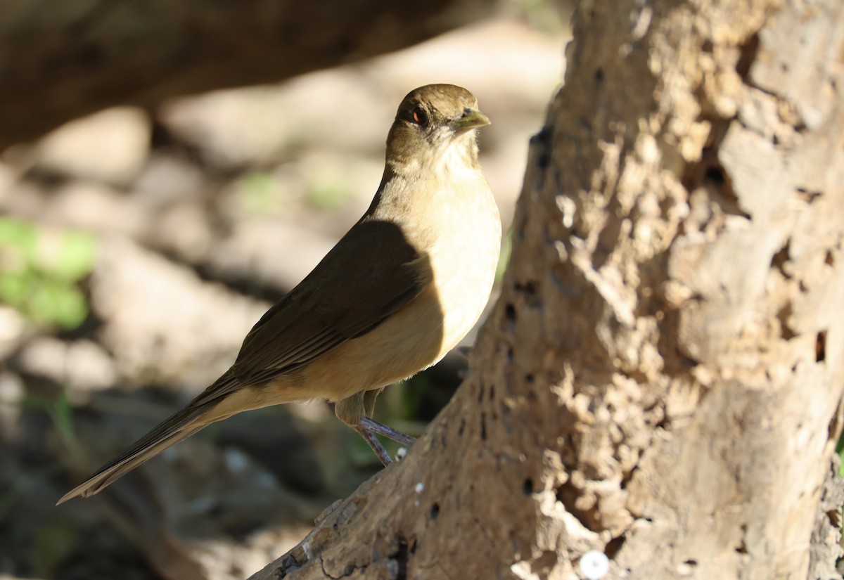 Merle fauve - ML645047616