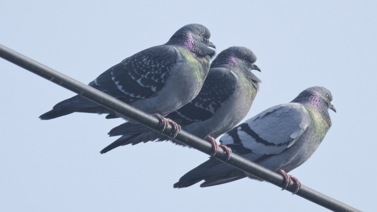 Rock Pigeon (Feral Pigeon) - ML645047619