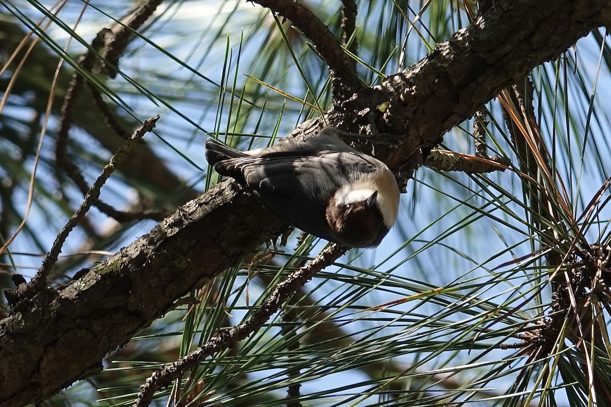 Trepador Cabecipardo - ML645047620