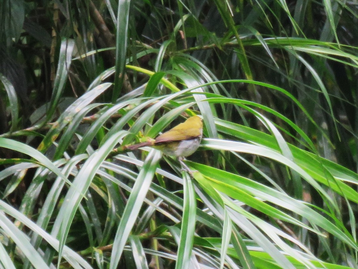 Warbling White-eye - ML645047624