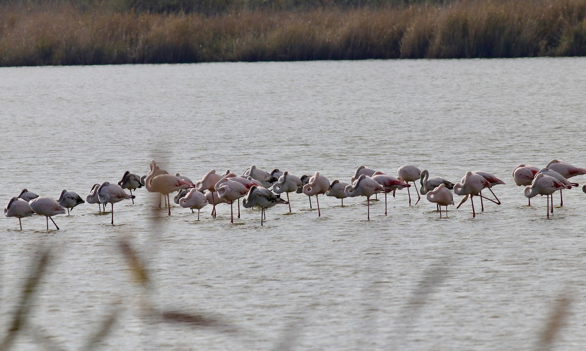 大紅鸛 - ML645047631