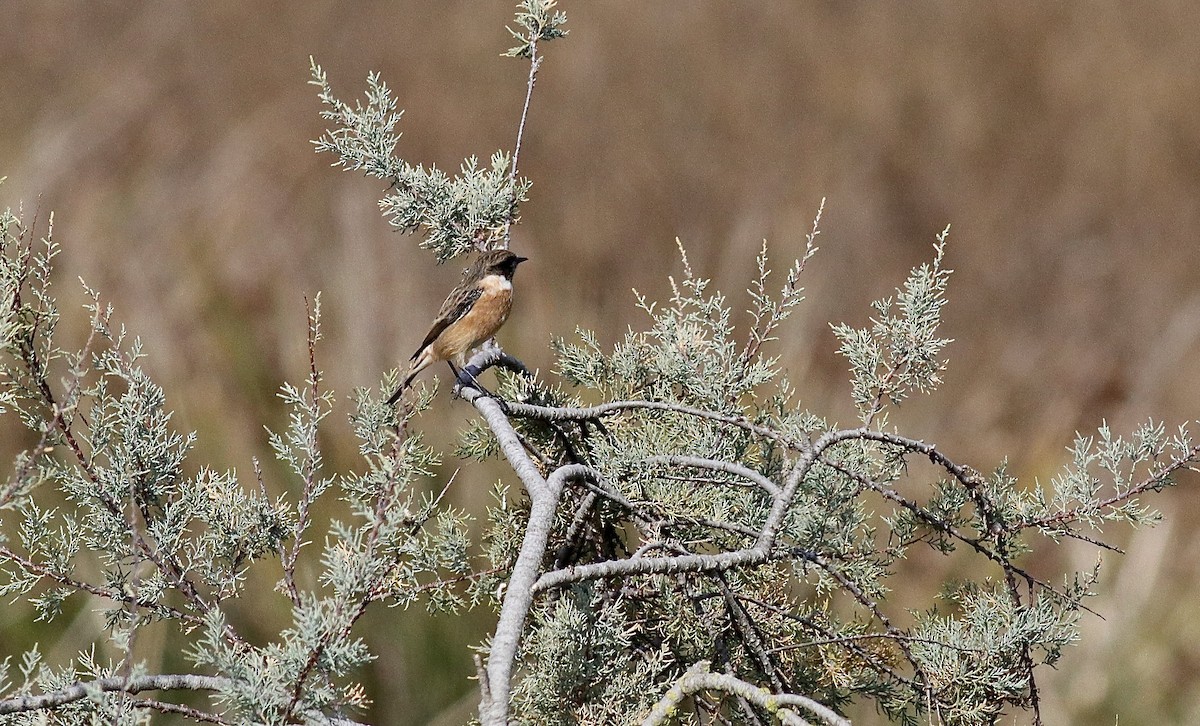European Stonechat - ML645047641