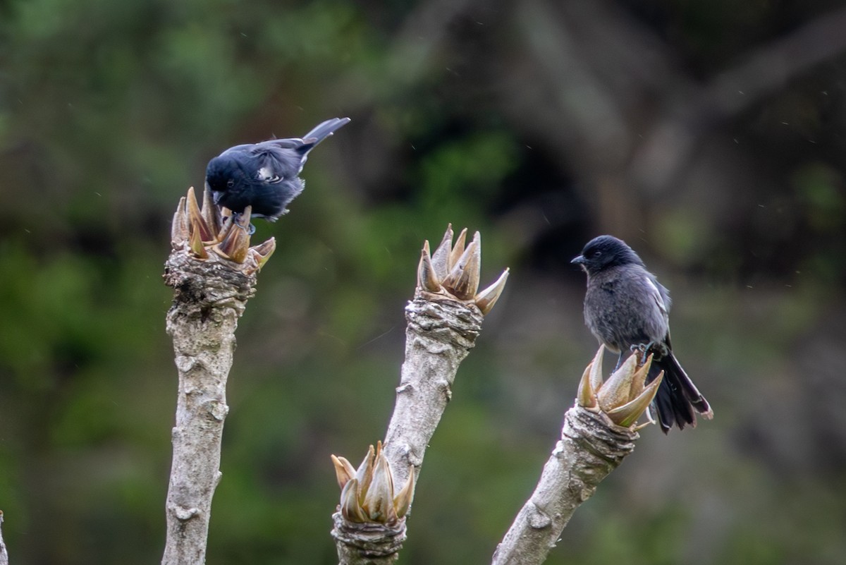 Southern Black-Tit - ML645047645