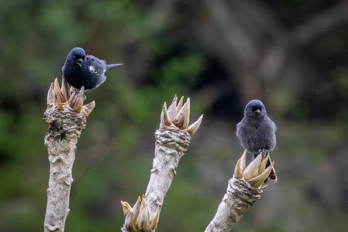 Southern Black-Tit - ML645047646