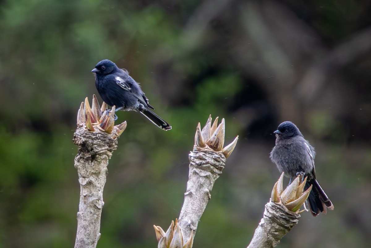 Southern Black-Tit - ML645047647