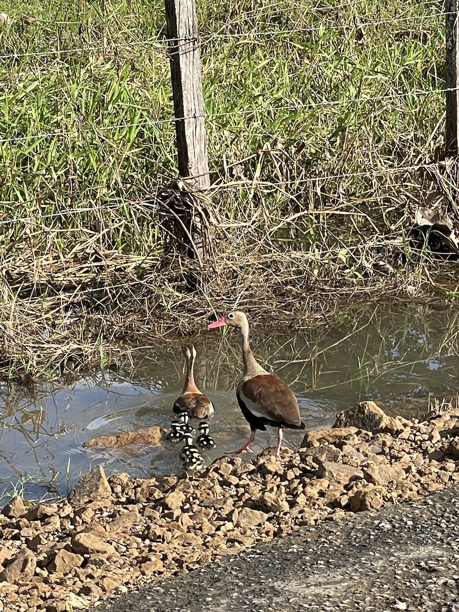 Black-bellied Whistling-Duck - ML645047648