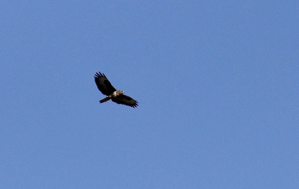 歐亞鵟 - ML645047666