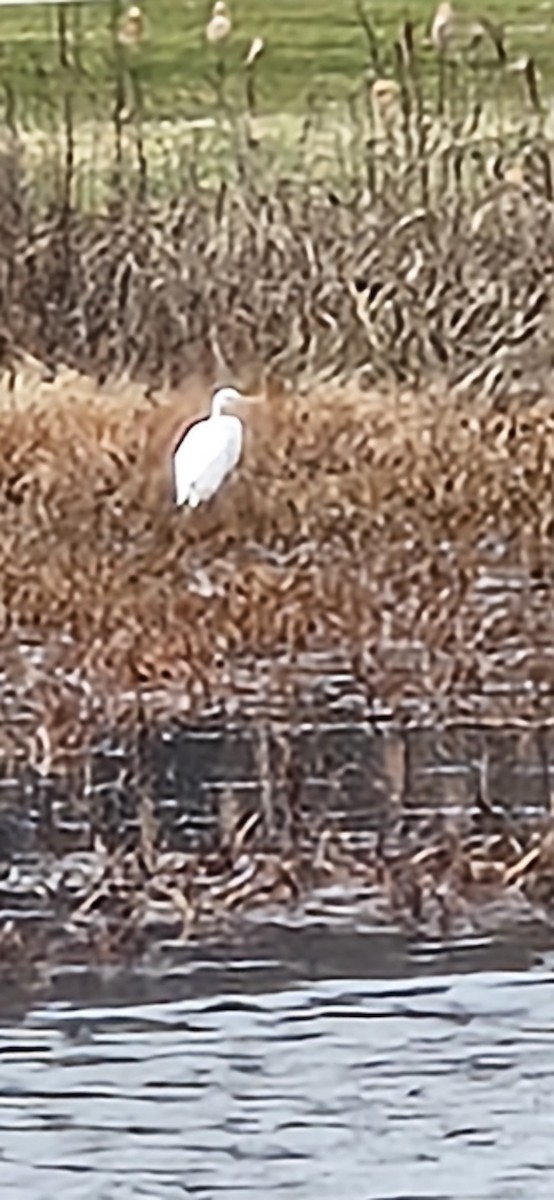 volavka bílá - ML645047669