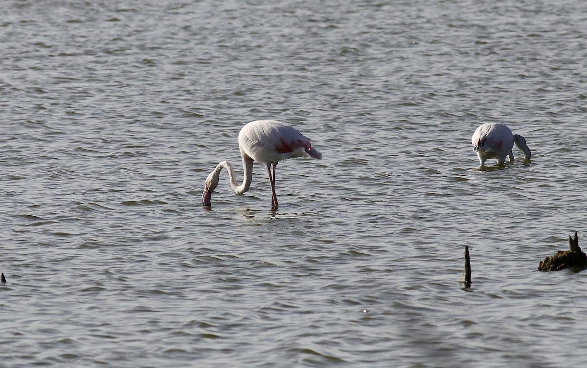大紅鸛 - ML645047676