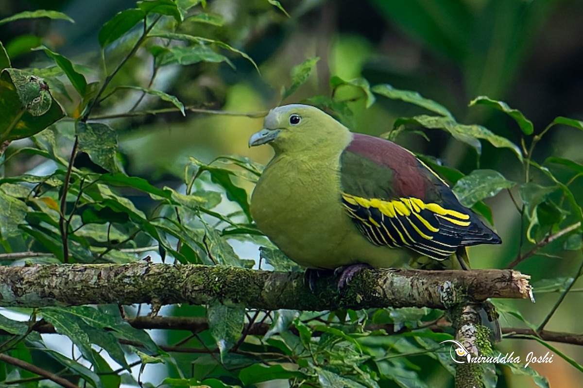 Colombar des Andaman - ML645047684