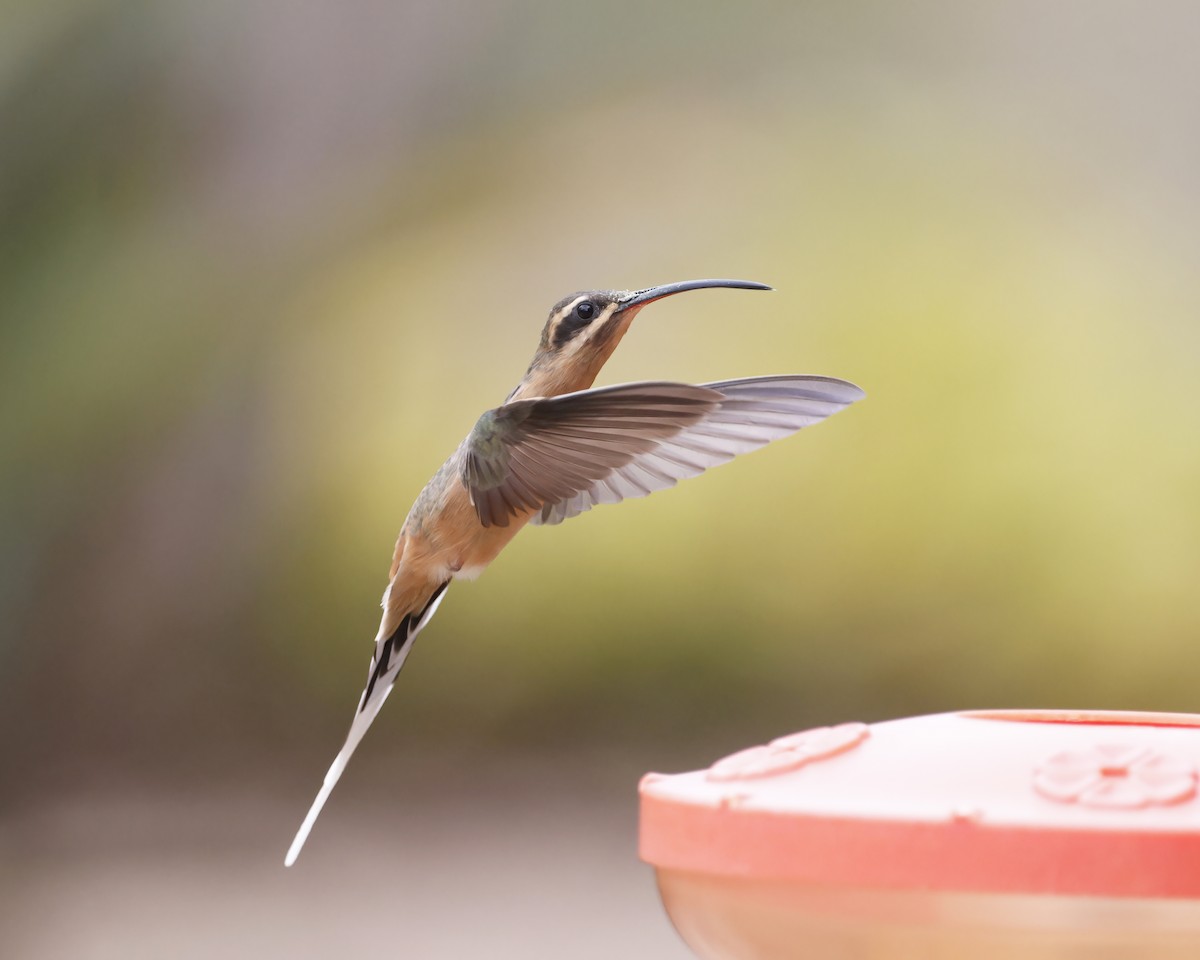 Planalto Hermit - ML645047685