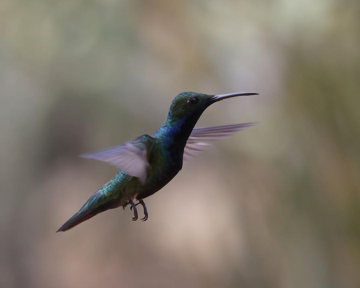 Black-throated Mango - ML645047687