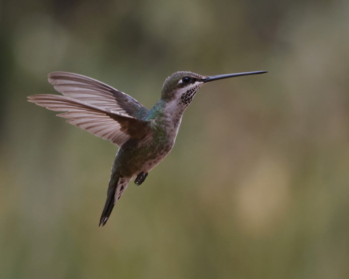 Stripe-breasted Starthroat - ML645047689