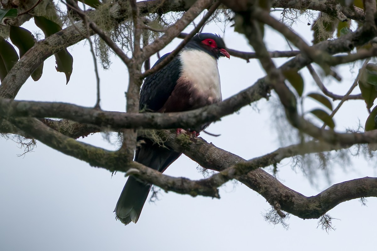 Papua Dağ Güvercini - ML645047692