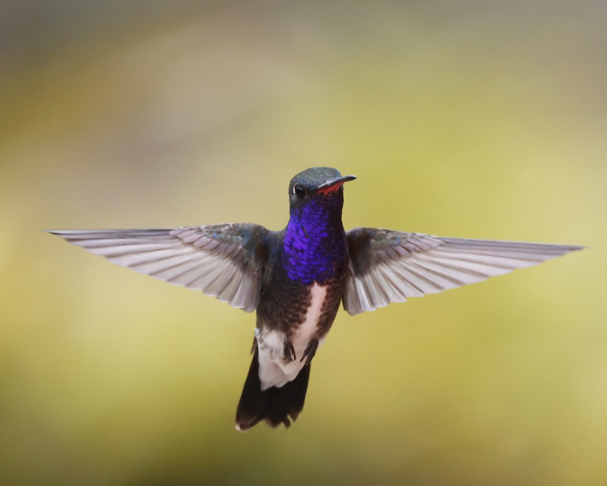 Sapphire-spangled Emerald - ML645047693