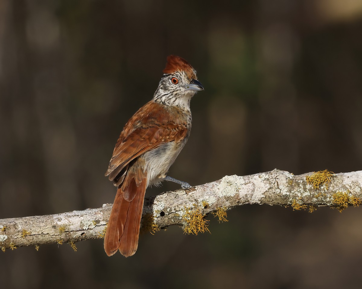 Batará Barrado (capistratus) - ML645047704