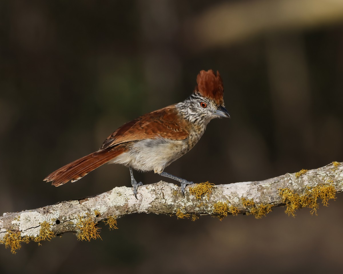 Batará Barrado (capistratus) - ML645047705