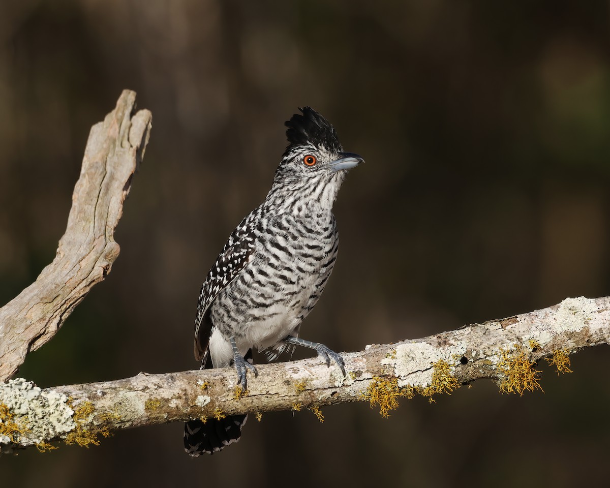 Batará Barrado (capistratus) - ML645047706