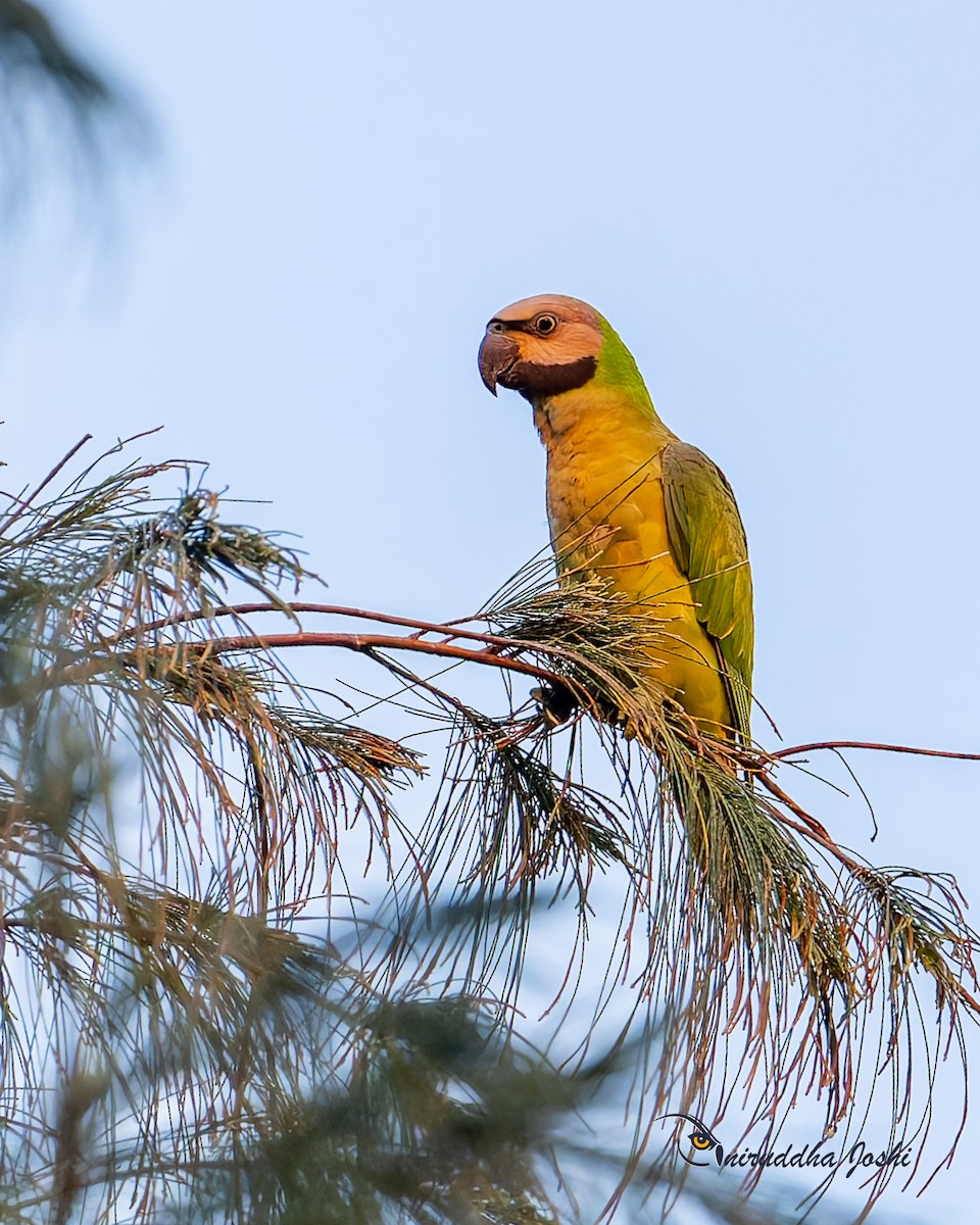 Red-breasted Parakeet - ML645047718