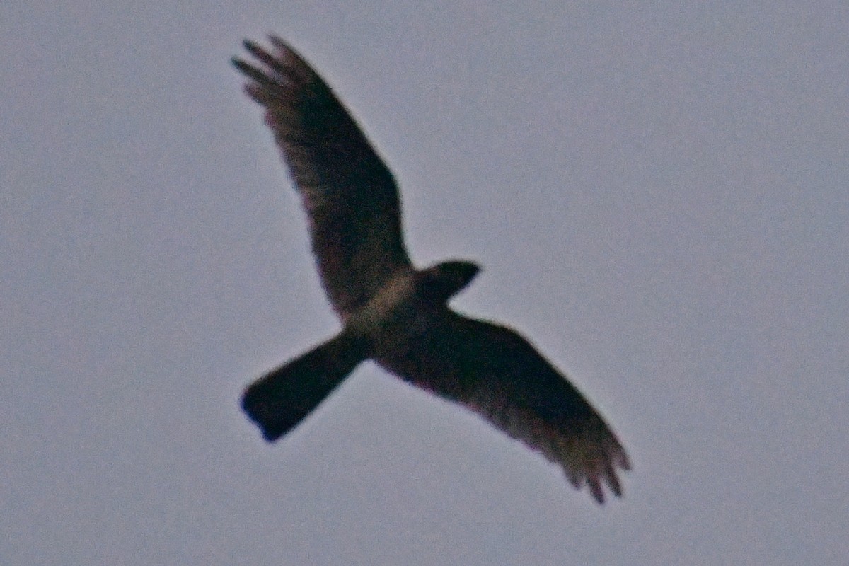 Great Eared-Nightjar - ML645047724