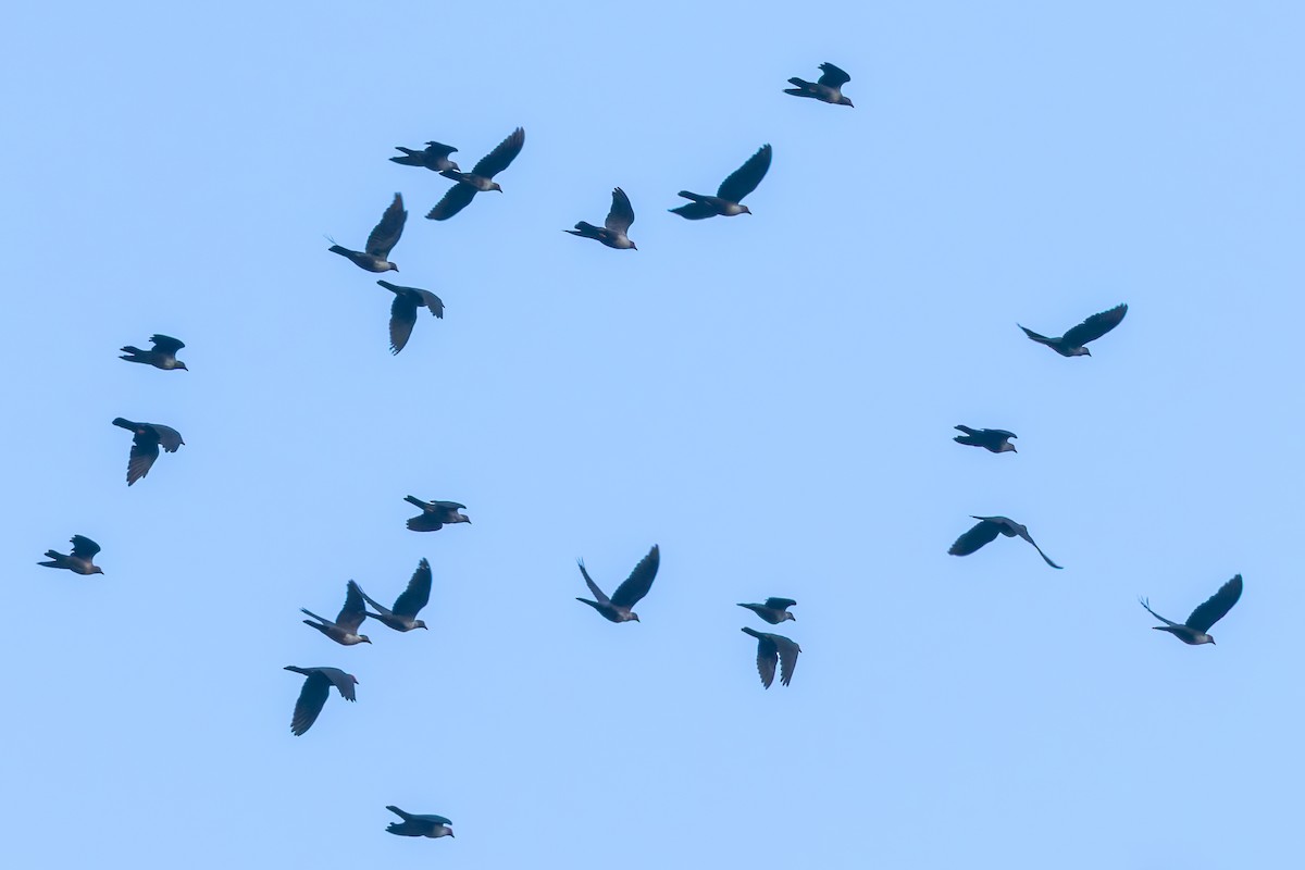 Papua Dağ Güvercini - ML645047729