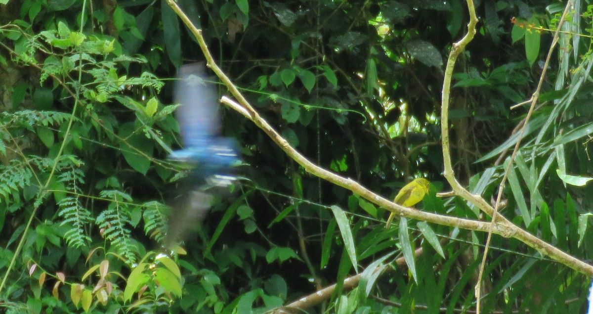 Citrine Canary-Flycatcher - ML645047737