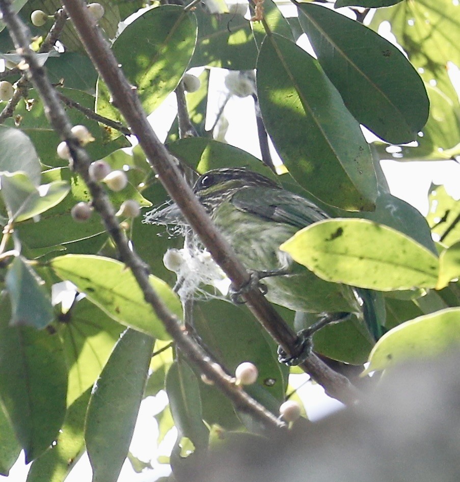 Green-eared Barbet - ML645047765